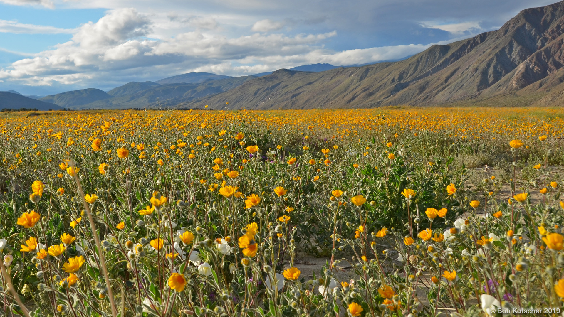 Borrego Springs, CA Superbloom 2019